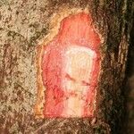 Manilkara bidentata Otro