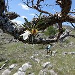 Angraecum rutenbergianum Flor