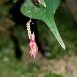 Lepanthes bradei Кветка