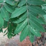 Sorbus domestica Folha