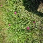 Callirhoe digitata Агульны выгляд