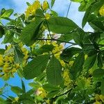 Laburnum alpinum ഇല