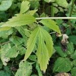 Rudbeckia laciniata Leaf