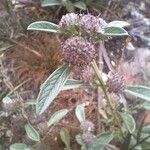 Hyptis atrorubens Flower