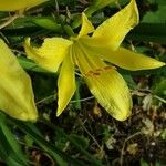 Hemerocallis minor फूल