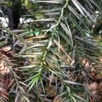 Araucaria angustifolia Hoja