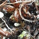 Polystichum makinoi Leaf