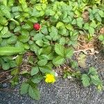 Potentilla indicaFlower