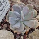 Pachyphytum bracteosum অভ্যাস