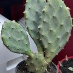 Opuntia elatior Leaf