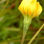 Microseris borealis Flower