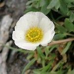 Ranunculus glacialis 花