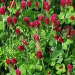 Trifolium incarnatum Агульны выгляд