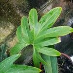 Lasia spinosa Hoja