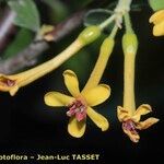 Ribes aureum Floare