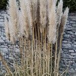 Cortaderia selloana Blad