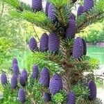 Abies koreana Fruto