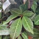 Parthenocissus henryana पत्ता
