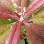 Rhododendron glanduliferum Hoja