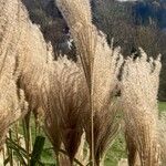 Miscanthus sinensis Plod