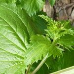 Scrophularia peregrina Leaf