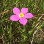 Sabatia campestris Flower