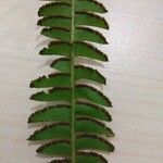 Lindsaea odorata Leaf