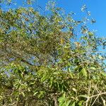 Byrsonima crassifolia Plante entière