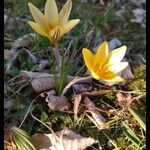 Crocus chrysanthusFlower