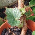 Begonia manicata