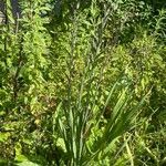 Gladiolus communis Habitus