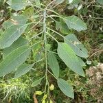 Nicotiana glauca 葉
