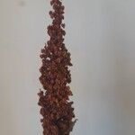 Rumex crispusFruit