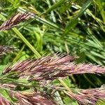 Calamagrostis canescens Цвят