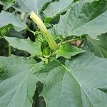 Datura stramoniumFlors