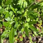 Veronica gentianoides Leaf