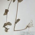 Stachys melissifolia Otro