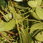 Peperomia glabella Leaf