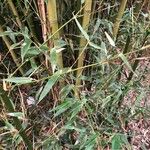 Phyllostachys aurea 葉