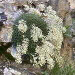 Saxifraga callosa 形态