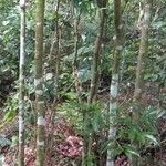 Xylopia rubescens Bark