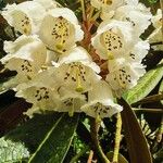 Rhododendron sinogrande Flower