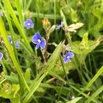 Veronica chamaedrysFlor