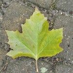 Platanus × hispanica Blad