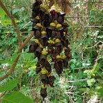 Mucuna sempervirens Цвят