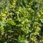 Cruciata glabra Flower