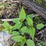 Circaea alpina Blad