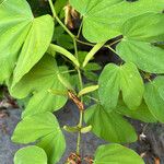 Bauhinia forficata Owoc