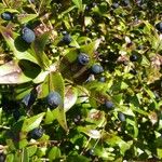 Myrtus communis Frucht