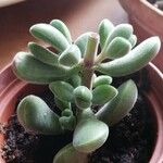 Crassula rogersii Hoja